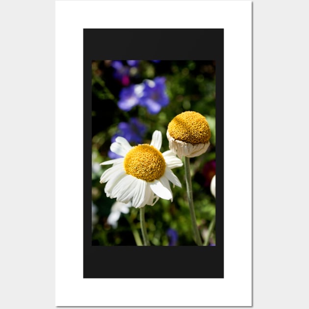 Daisies in the afternoon sun Wall Art by heidiannemorris